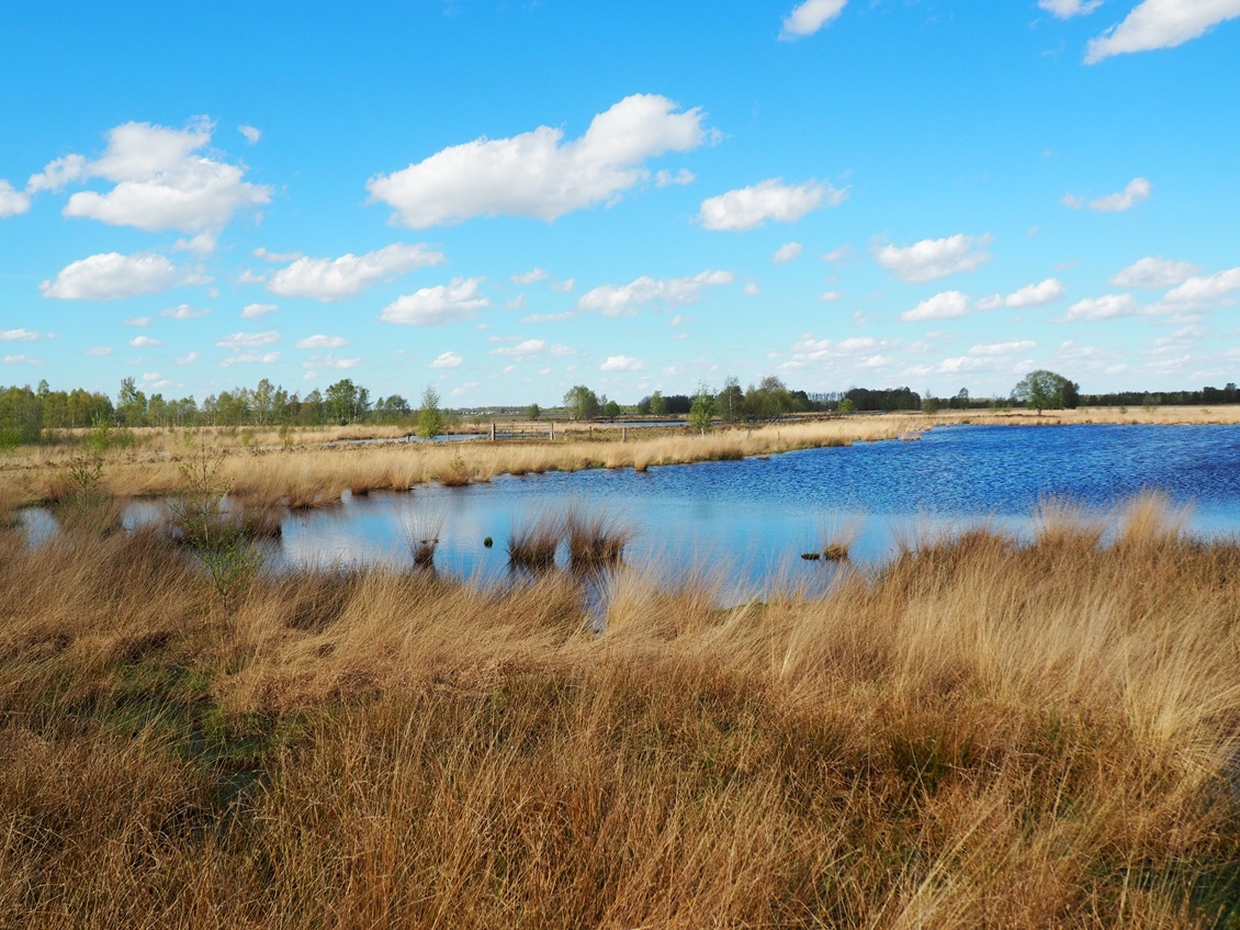 P4071889 Bargerveen Moor 1130